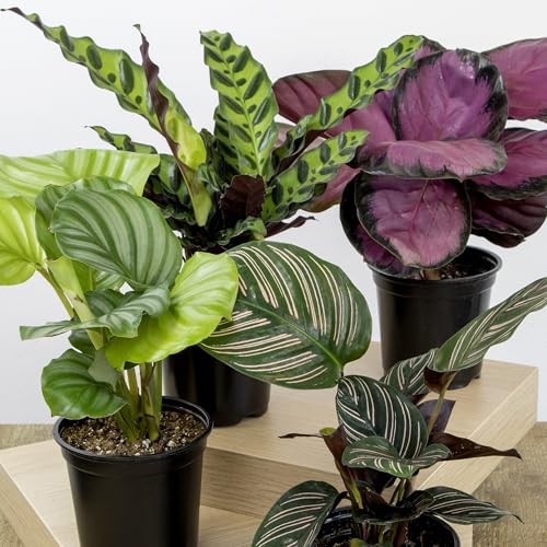 Calathea Prayer Plants Live (4-Pack) Pet Friendly Indoor Houseplants Pray