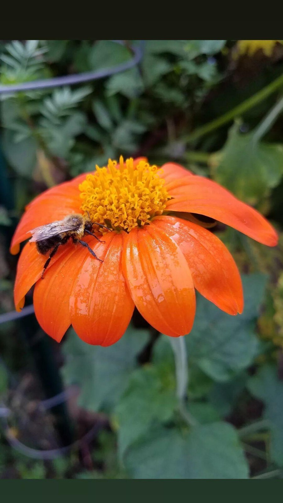 Mexican Torch Sunflower Seeds 15 Organic Seeds *Free Shipping*