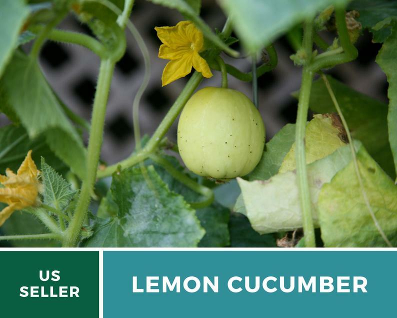 Cucumber, Lemon – 30 Seeds – Heirloom – GMO Free (Cucumis sativus)