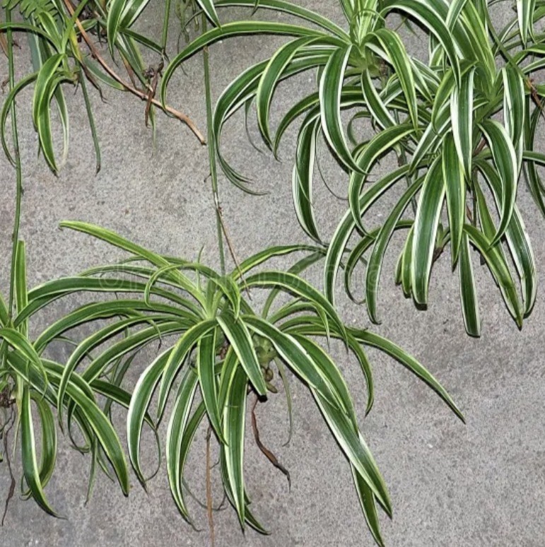 2 Reverted spider plant, air purifier, removes negative energy, easy to care for