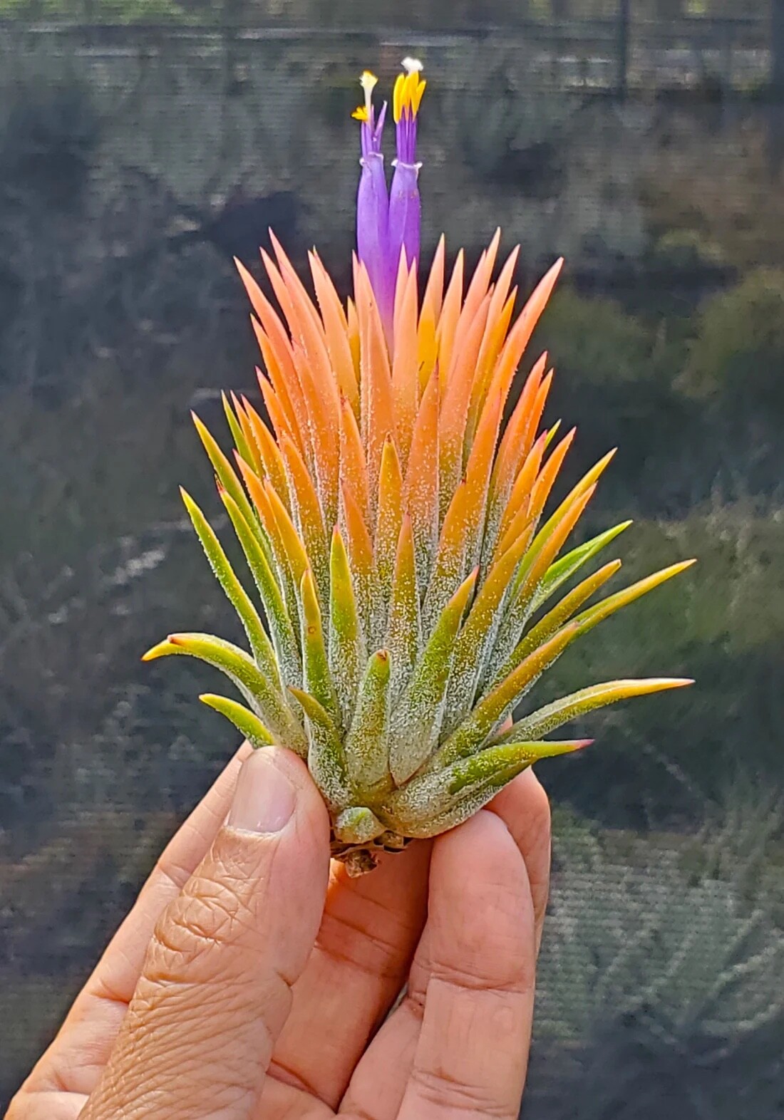 ionantha peach purple flower tillandsia airplant. air plant hawaii