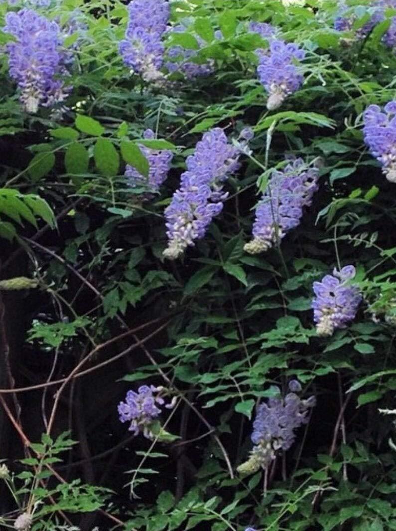 Bonsai Tree Chinese Wisteria Tree Seeds, 10 Pack – Highly Prized Flowering Bonsa