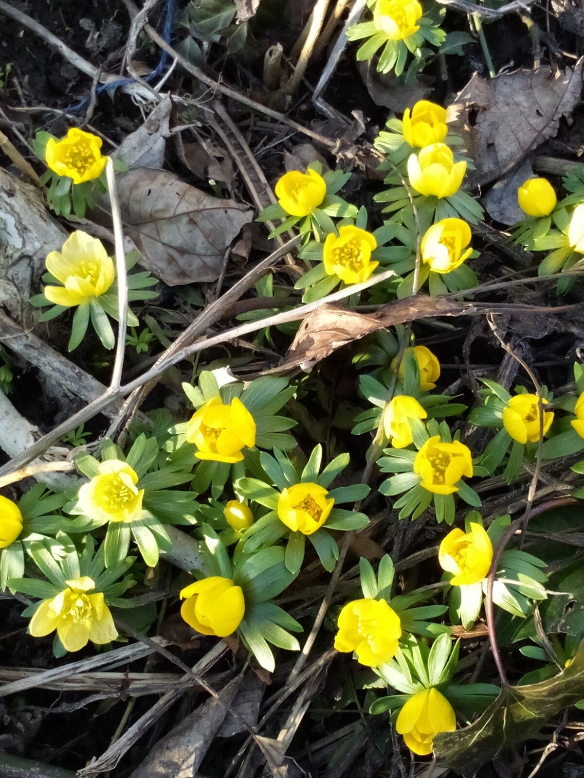 100 SEEDS WINTER ACONITE