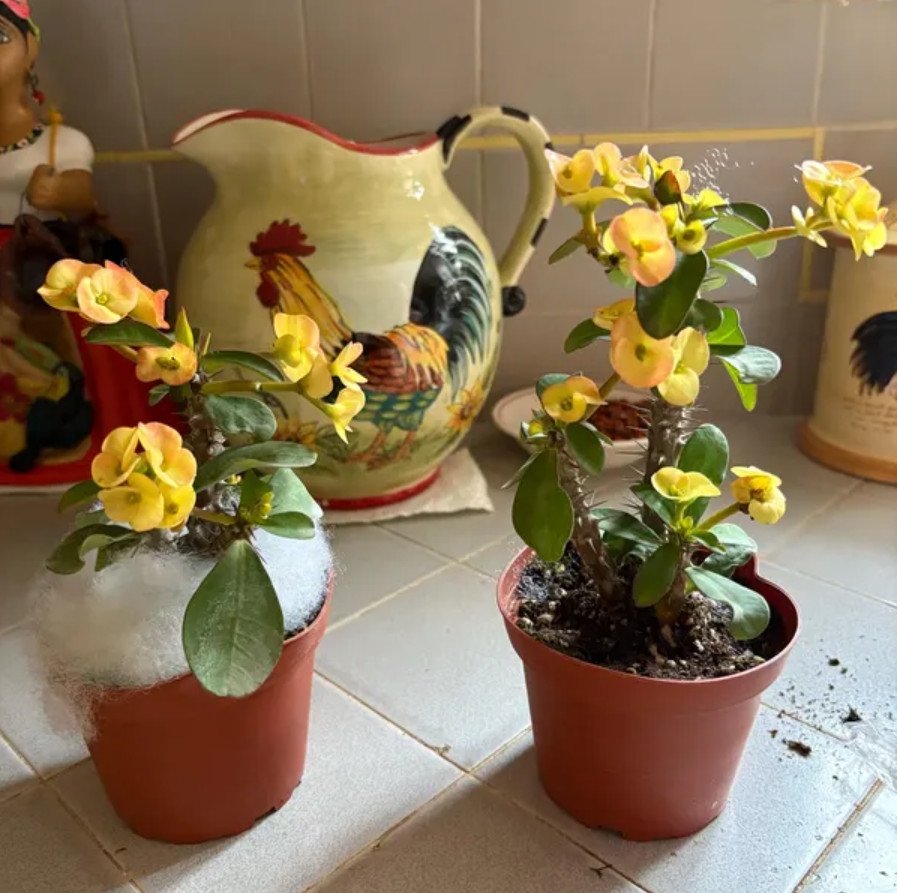 Yellow Crown of Thorns – Euphorbia milii Floral Yellow – Live Plant in 4″ Pot