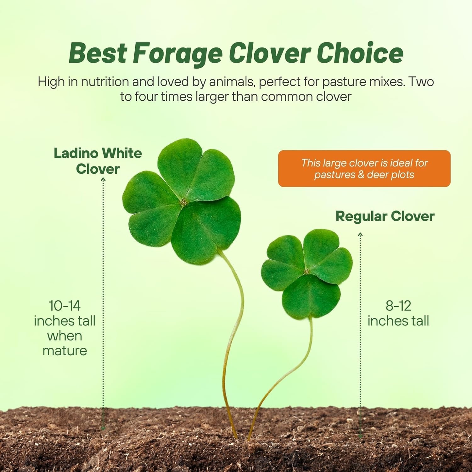 Perennial White Clover Seed – 10 lbs for Soil Enhancement & Drought Tolerance