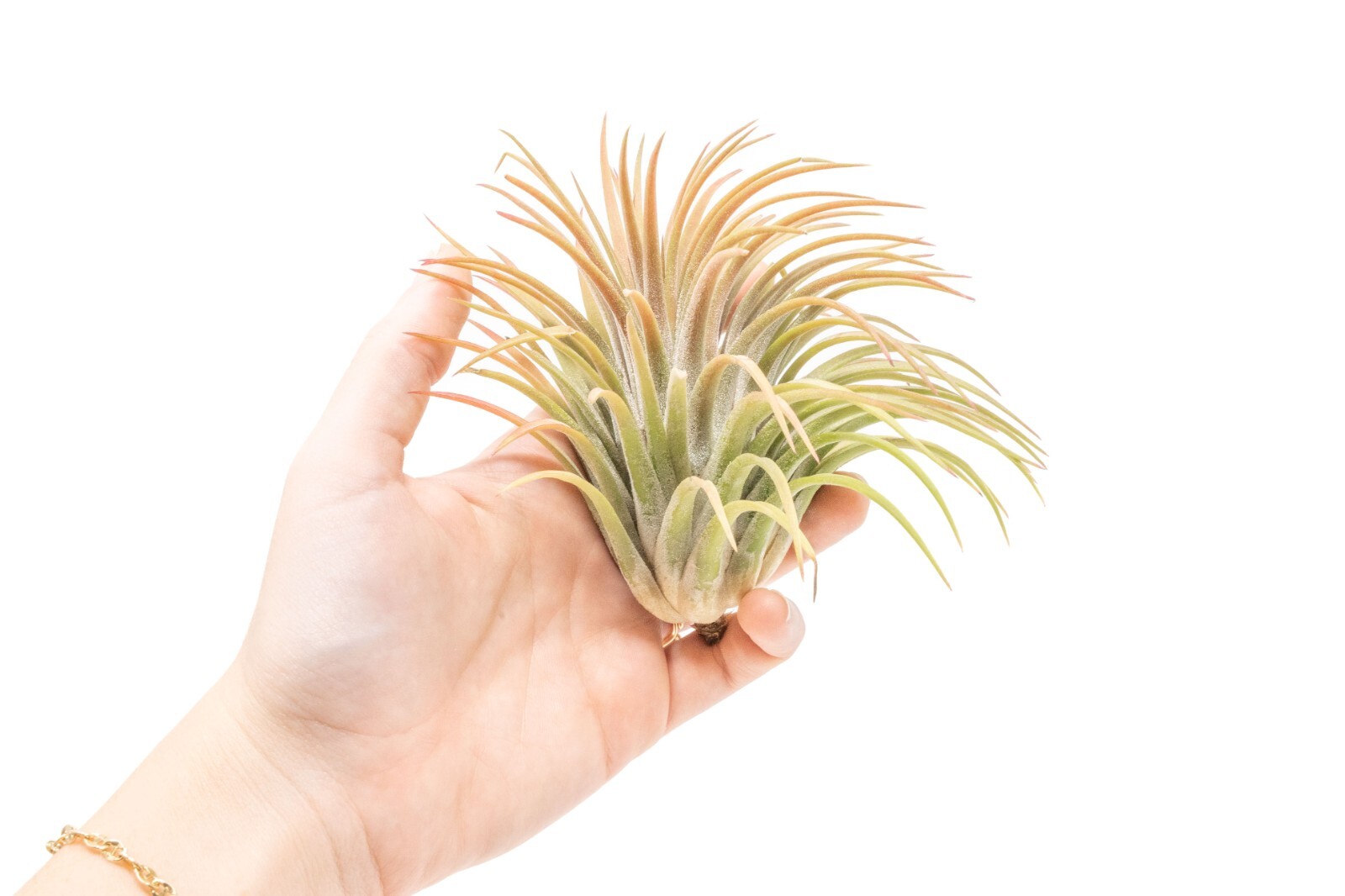 XL Tillandsia Ionantha Rubra -Wholesale Bulk-Easy Care Indoor and Outdoor Plants