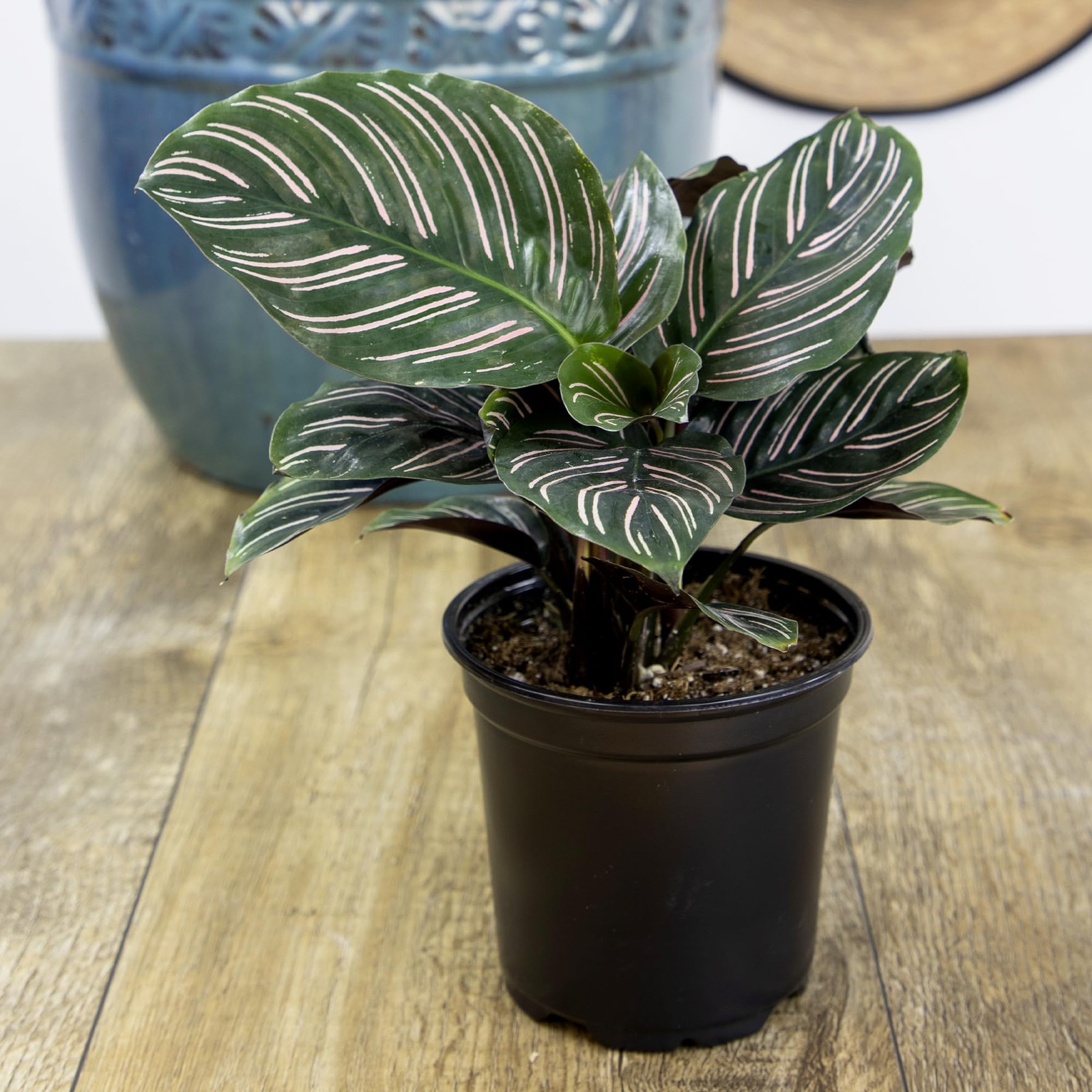 Calathea Prayer Plants Live (4-Pack) Pet Friendly Indoor Houseplants Pray