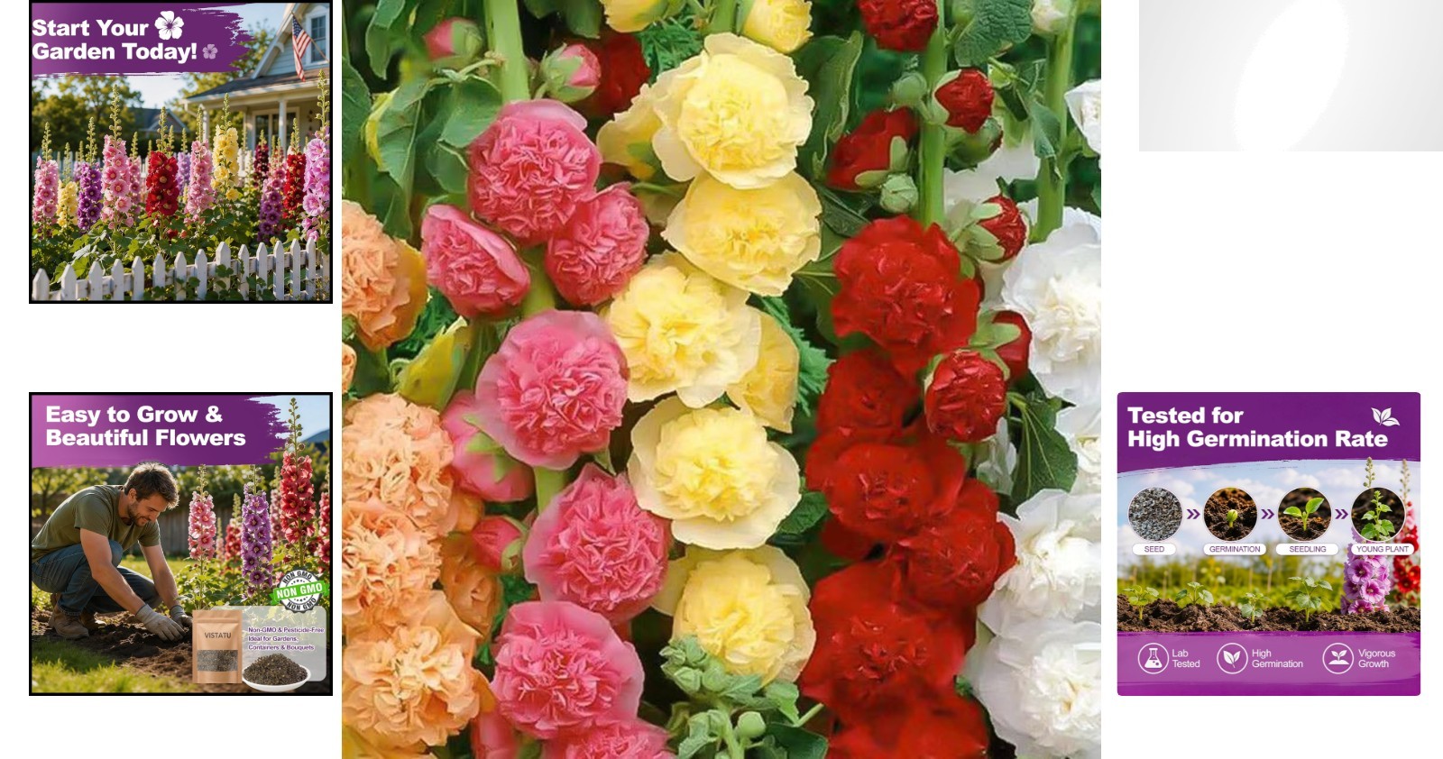 Giant Mallow Hollyhock Seeds – 350+ Carnival Mix for Stunning Spring Blooms