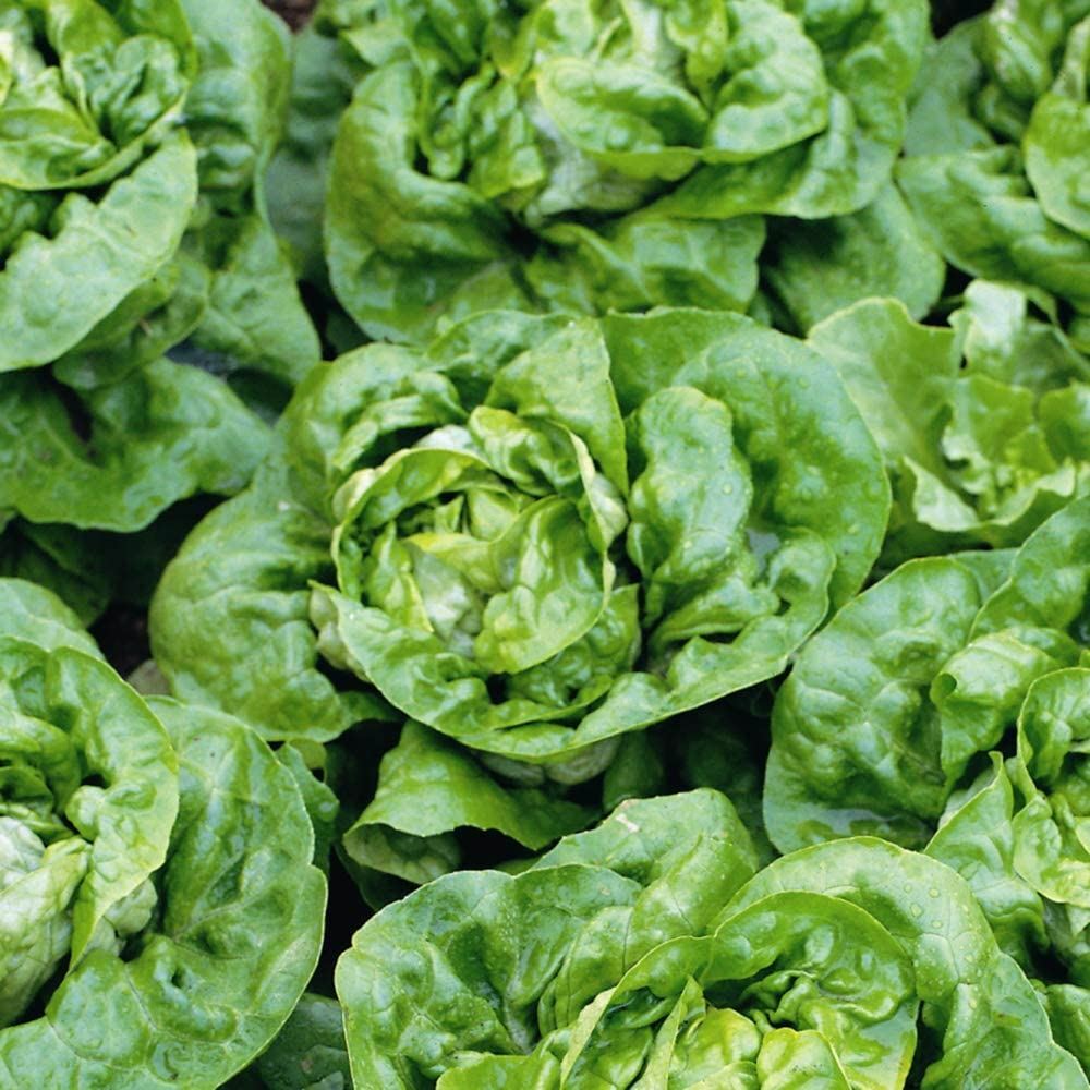 Lettuce Seed Buttercrunch Lettuce Seeds, “COOL BEANS N SPROUTS” Brand. Home Gard
