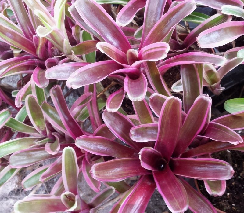BROMELIAD Terrarium Vivarium Wholesale ULTIMATE Neoregelia 10 Pack 10 Varieties