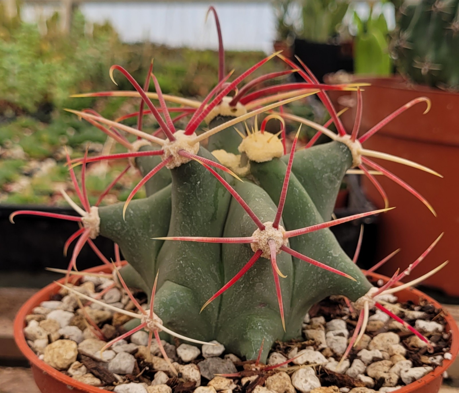 Ferocactus Emoryi ‘Emory Barrel’ 2.5″ Tall – Bare Root