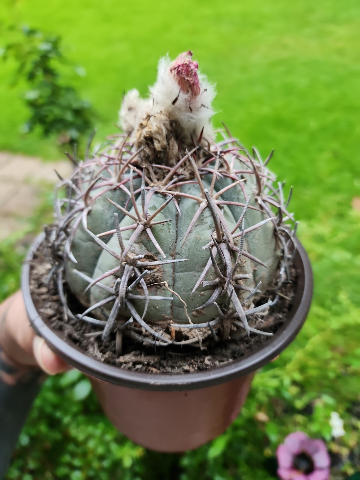 Large Echinocactus Horizonthalonius Horse Crippler Cactus Head BE1