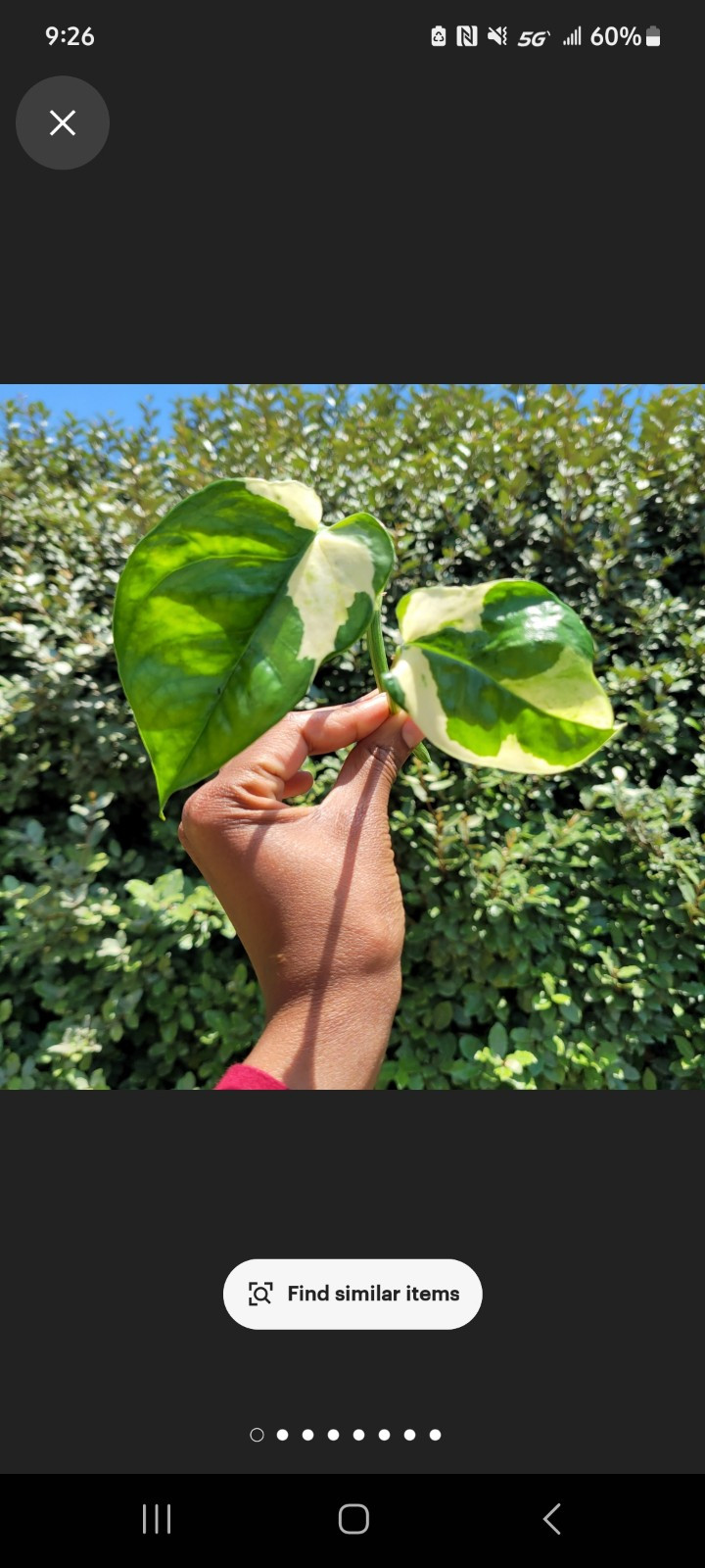 Pothos Ivy Variety Pack (3) | Golden Pothos, Neon Pothos & Pothos N’joy |