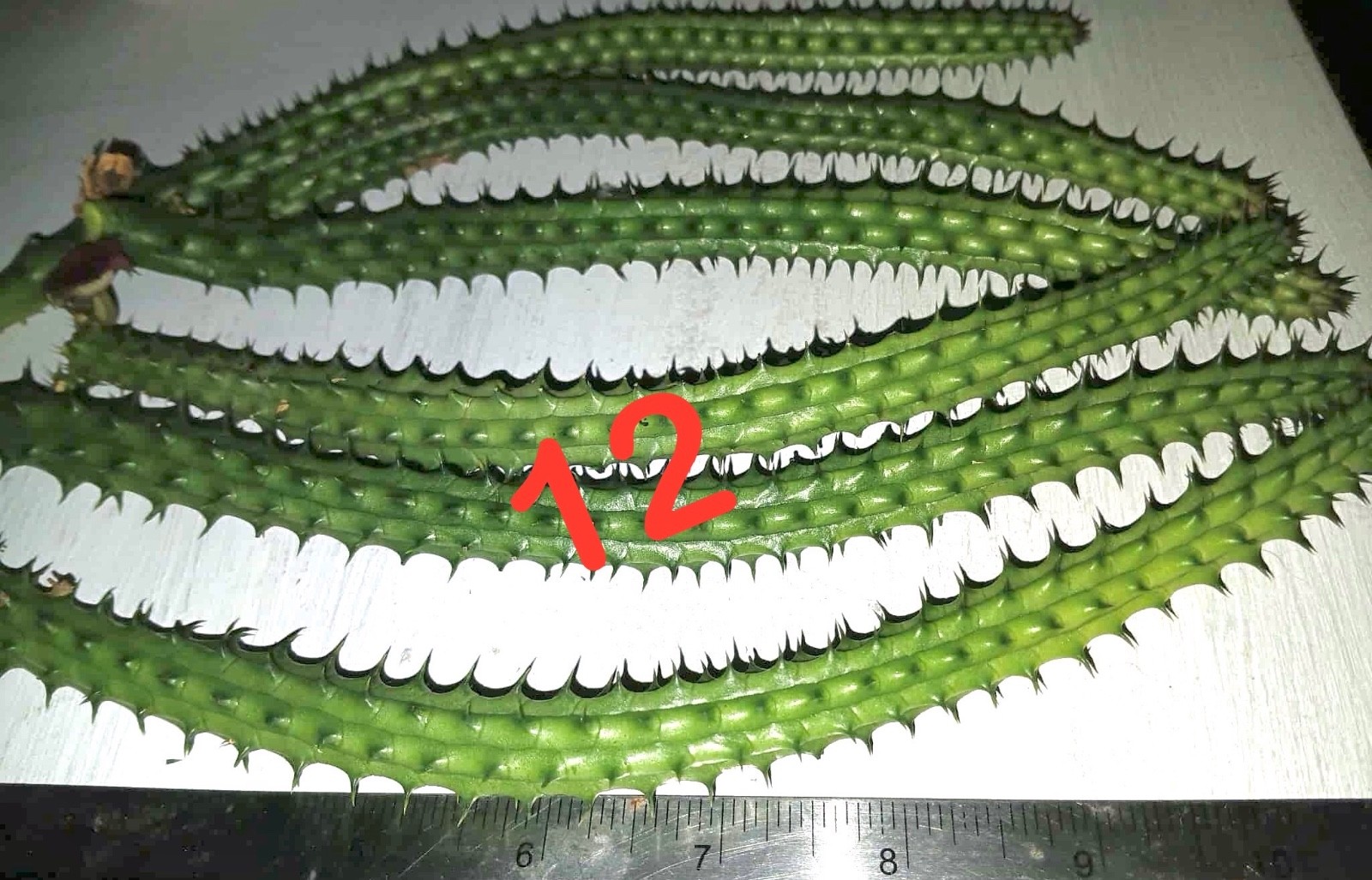 Bunch Save-7X10”extra long rooted cuttings-Red Dragon Huernia Macrocarpa