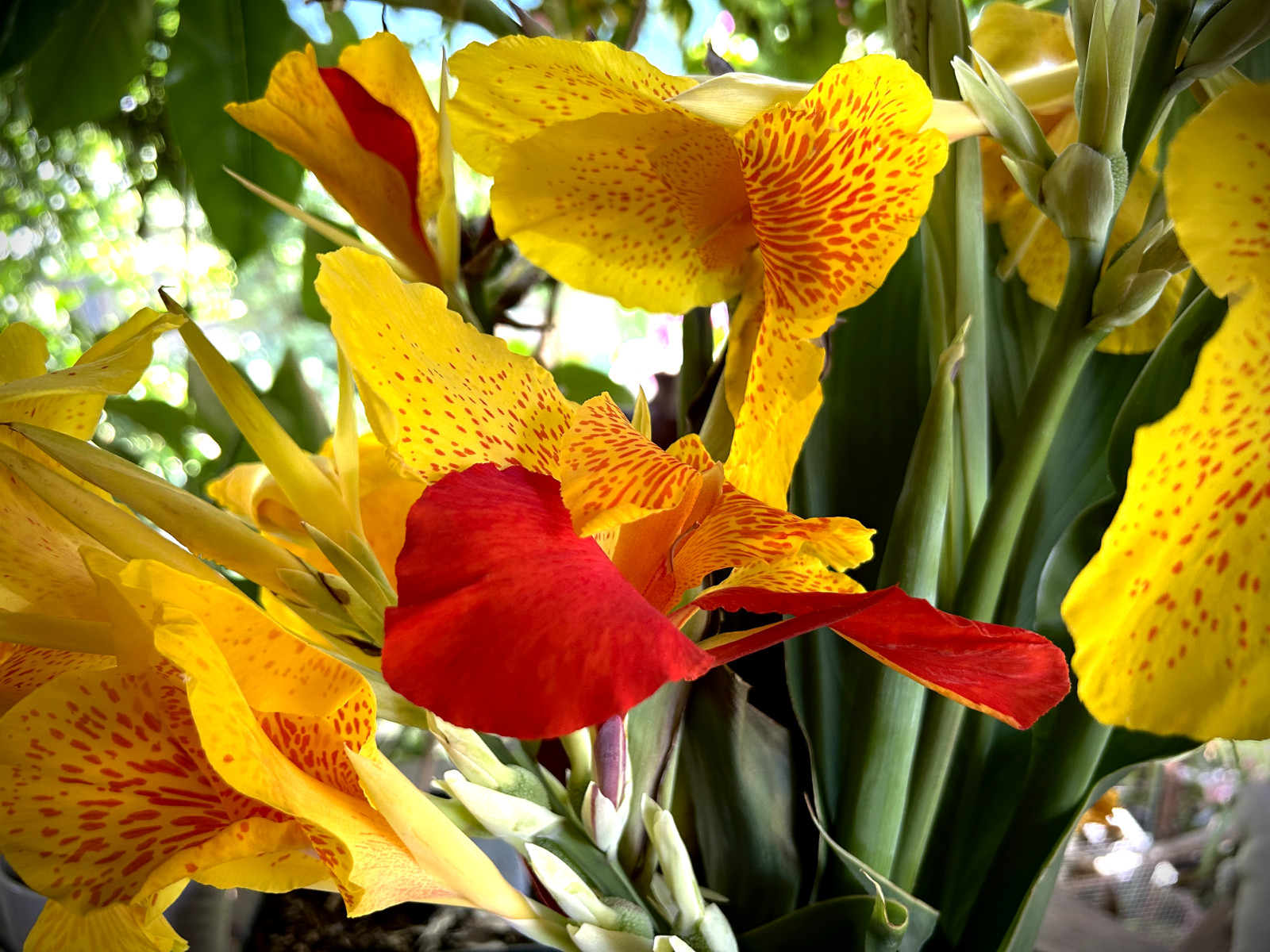 Heritage Canna Cleopatra Kaleidoscope Lily Rhizome Bulb Red Yellow Flowers
