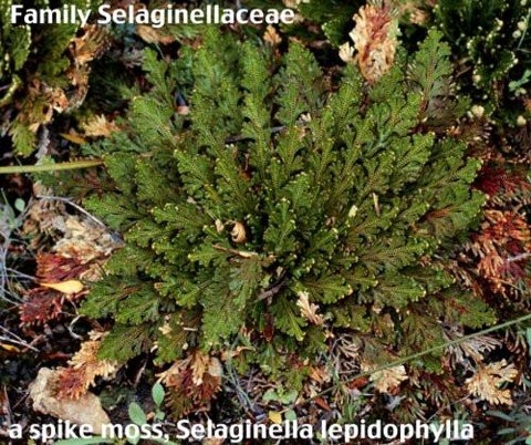 Rose of Jericho Resurrection Fern – Polypodium – 1 Count (Pack 1),