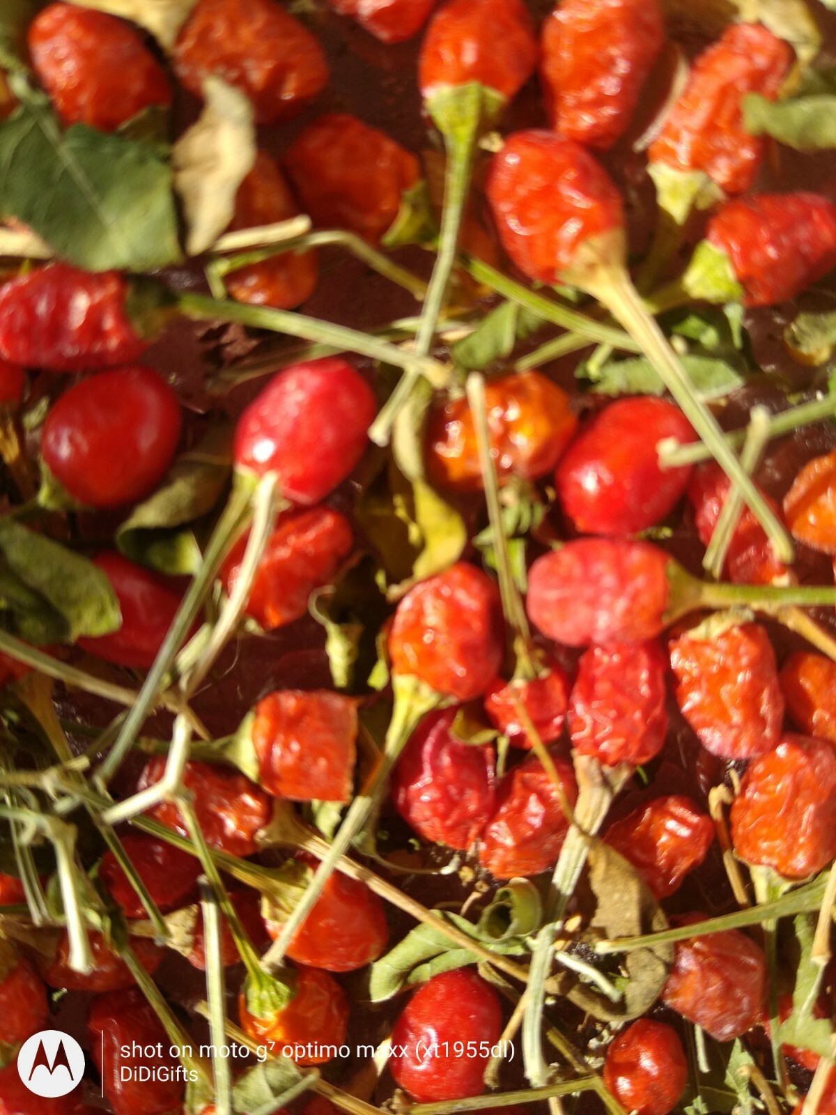 Chile Piquin Pepper Pequin Seeds Heirloom Chili Vegetable Seeds, Free Shipping.