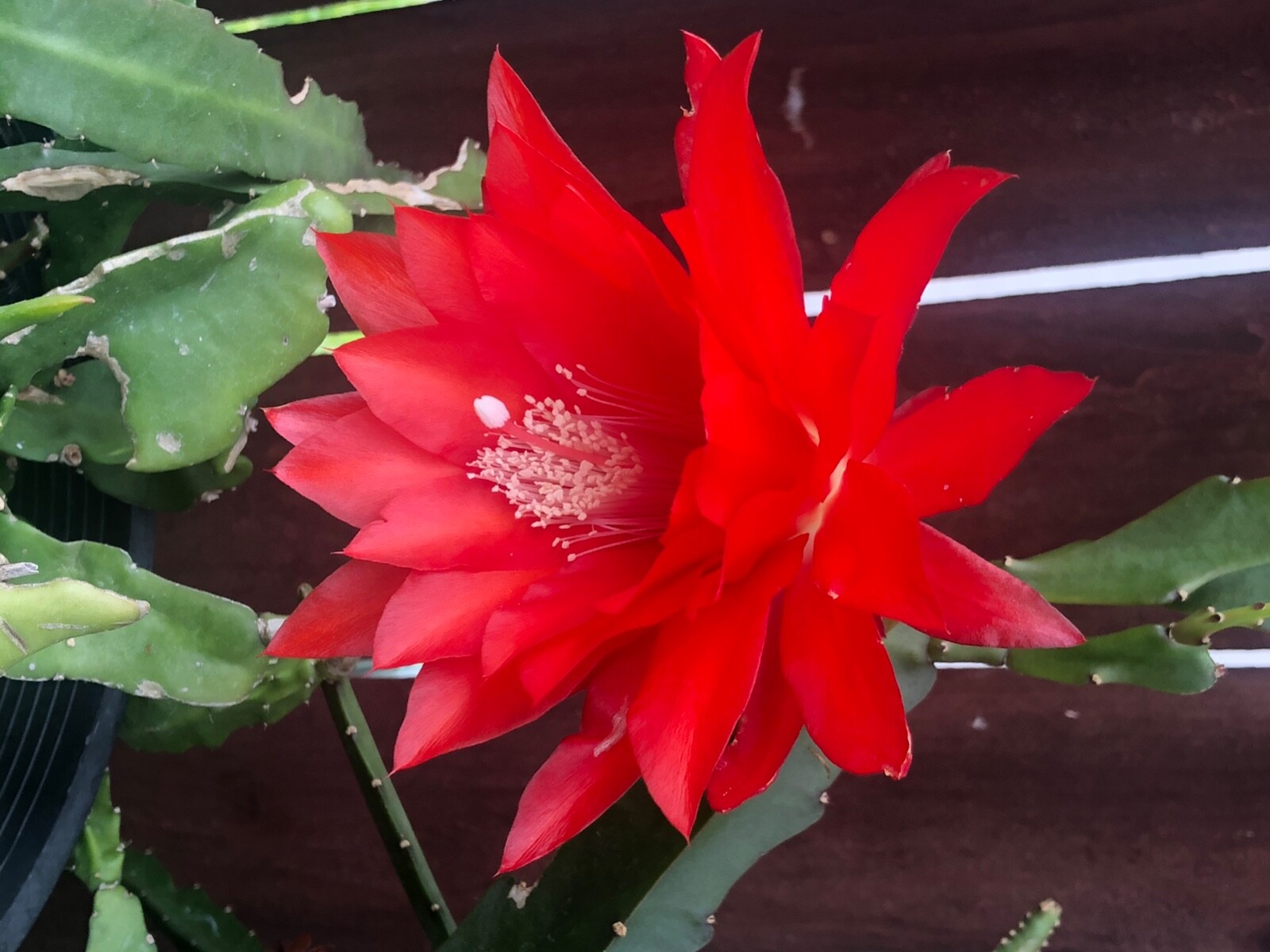 3 cuttings of Red epiphyllum Ackermannii orchid cactus each 5 to 8 inches long