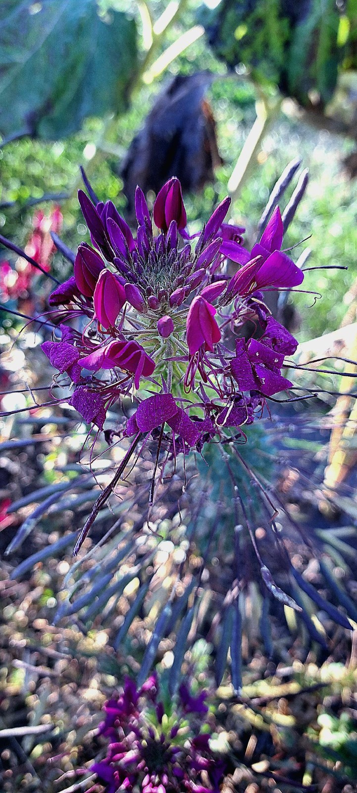 Very Dark Purple Spider Flower (Cleome) 15 Seeds – Comb. S/H