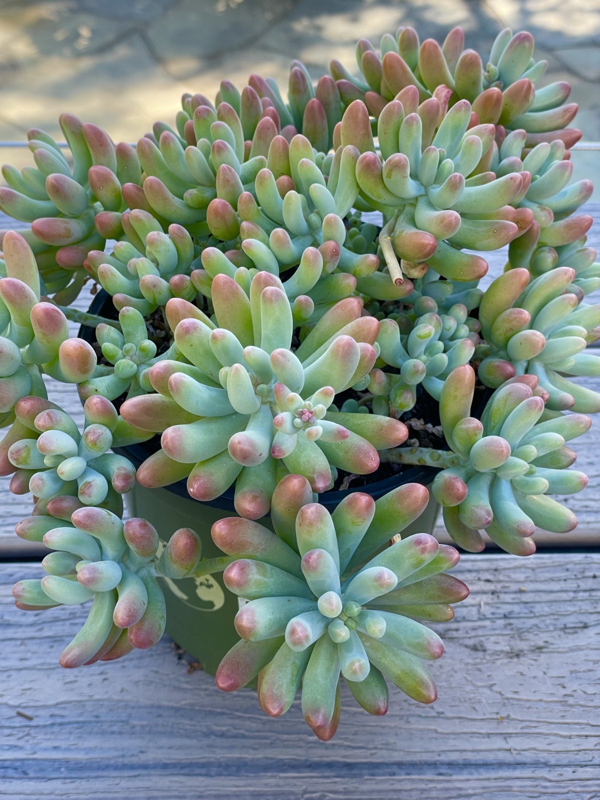 Rare Live Succulent Plant Sedum Pachyphyllum Unrooted Cutting 2-3 Inches