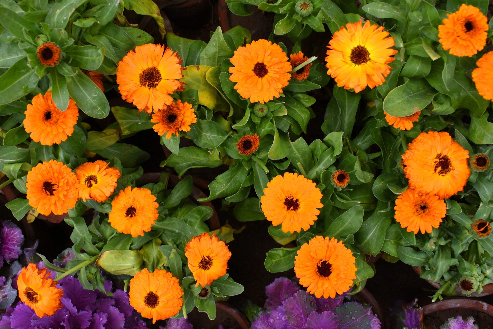 500 PACIFIC Beauty ORANGE MARIGOLD Calendula Officinalis Flower Seeds