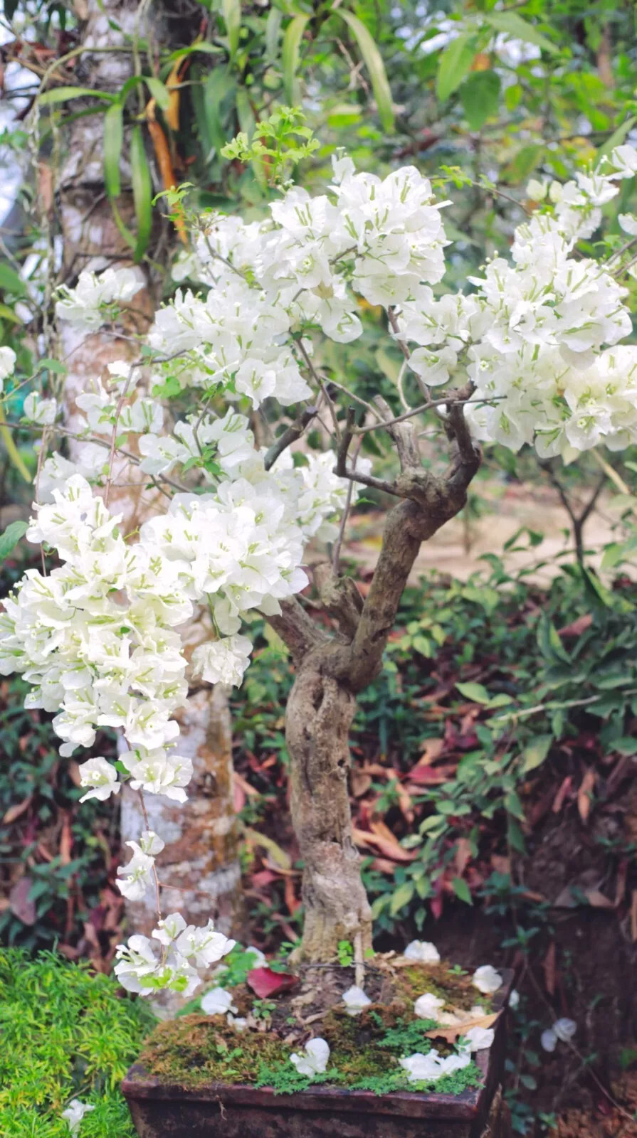 White Orchid Tree Seed {Bauhinia alba}10 SEEDS USA POST