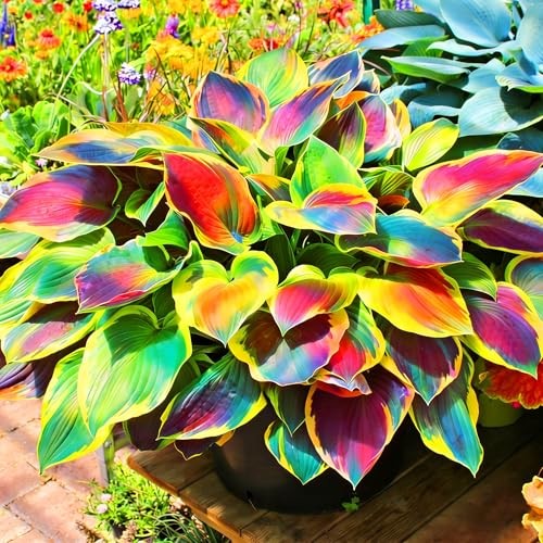 Hosta Seeds for Planting, 310+pcs Rare Perennial Hosta Flower Seeds Plants,