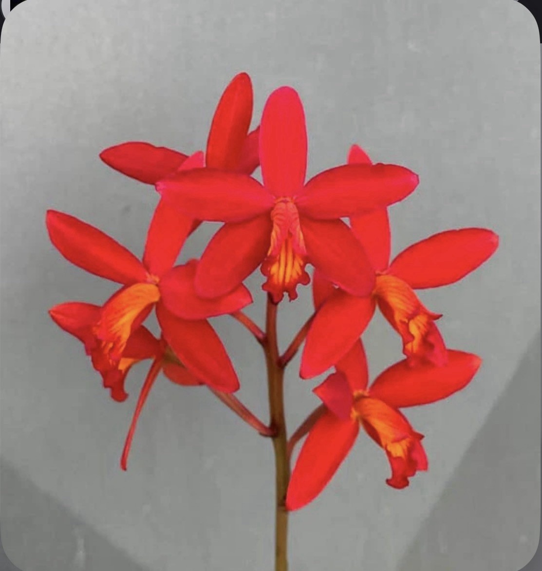 Cattleya milleri Miranda Red Orange Species Orchid Eros New Growth 4” Pot