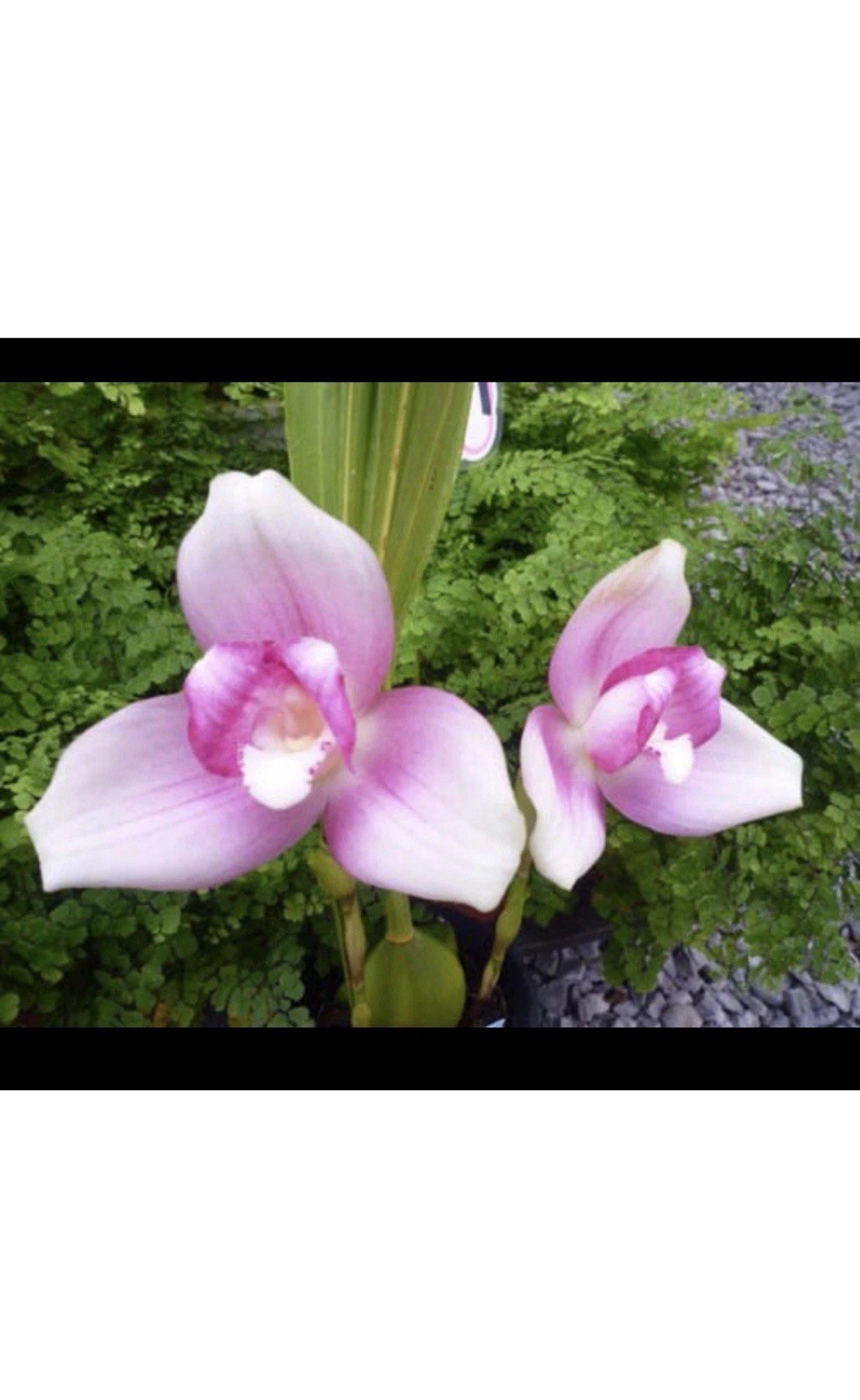 ‘Pink’ White BS One New 7” Pot House plants shelf house indoor black tree 100