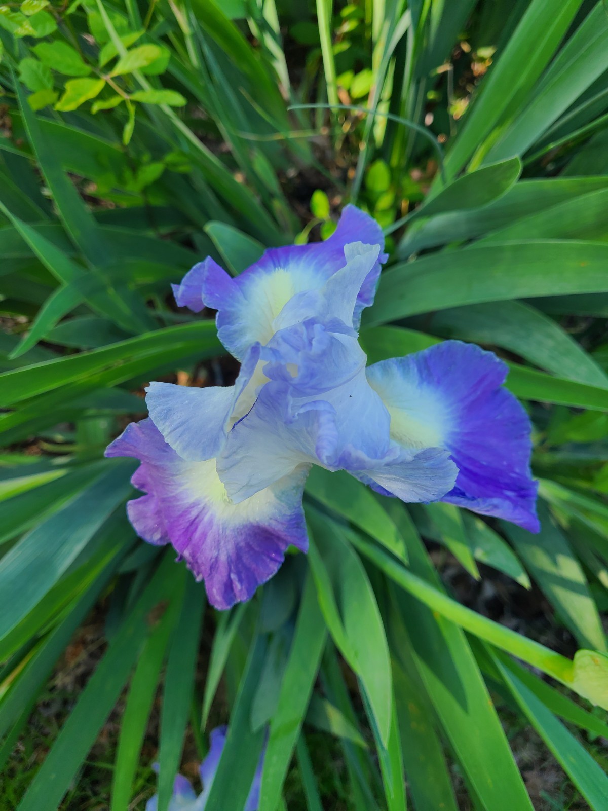 2 Light Purple & 2 Dark Tall Bearded Iris Rhizome ~ Bulb ~ Reblooming Rhizomes