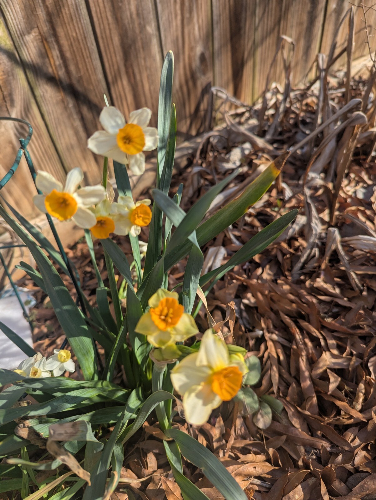 Lot of 10 Assorted Yellow Cream Jonquil Daffodil Bulbs Spring Perennial Flowers