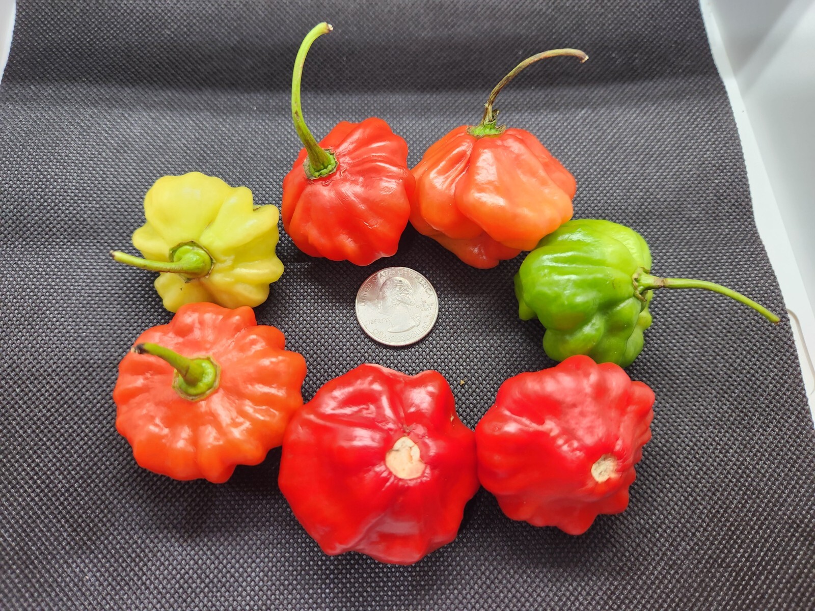 (Seeds) Aji Dulce Grandes de Puerto Rico, 100% Organic, Sofrito, Sweet Pepper