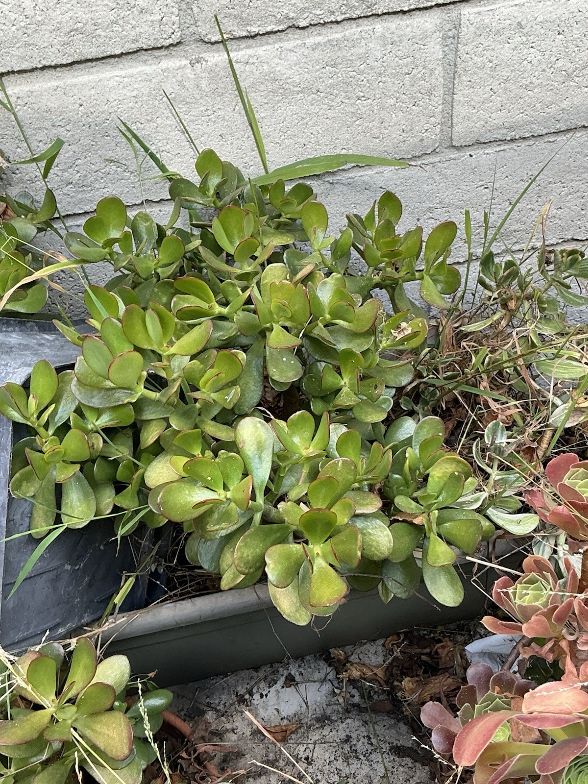 healthy jade plant with roots, Around 19” To 20” tall, rooted