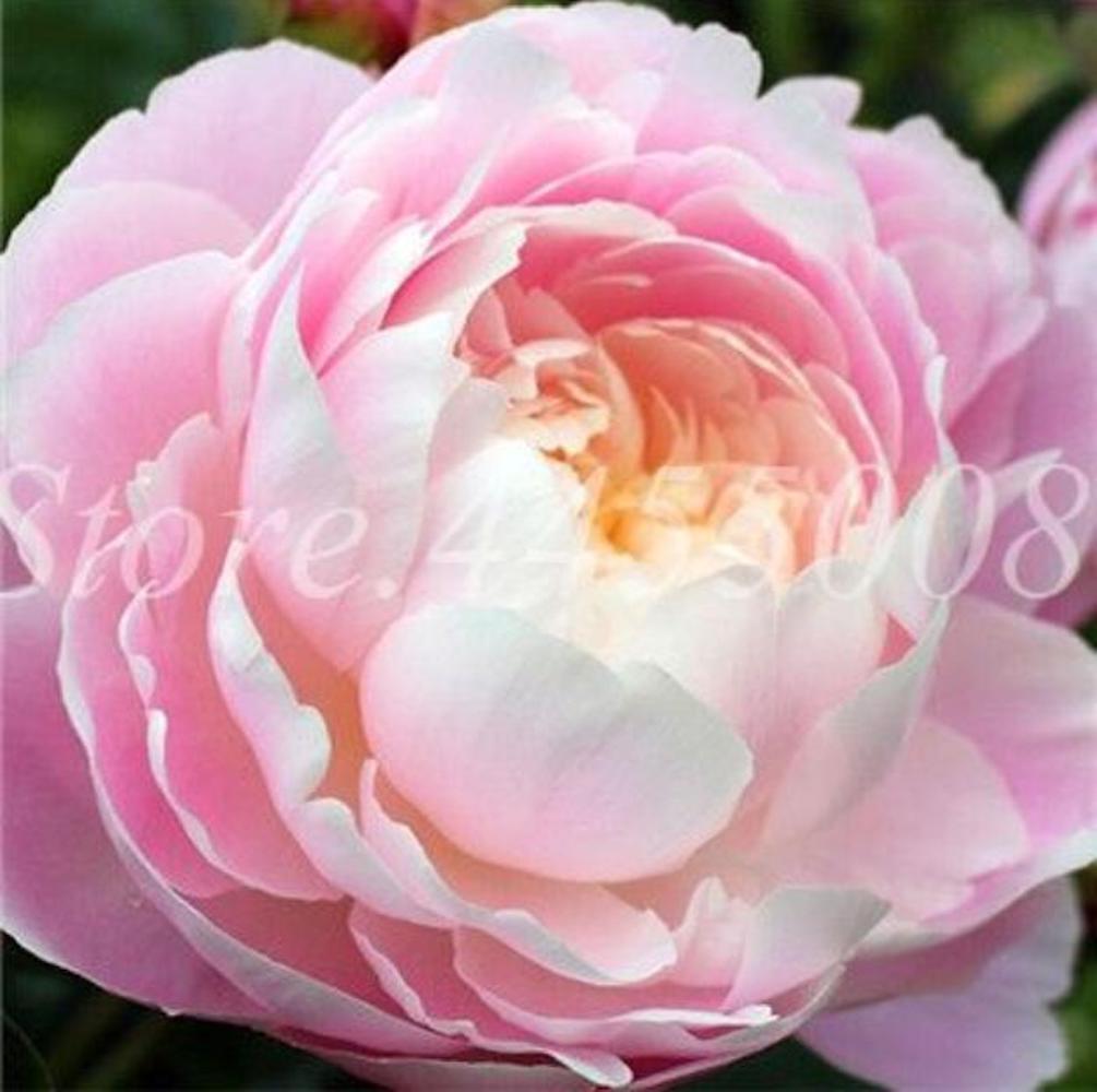 20 PEONIES FLOWER SEEDS rare exotic blossom bloom plant garden germination B