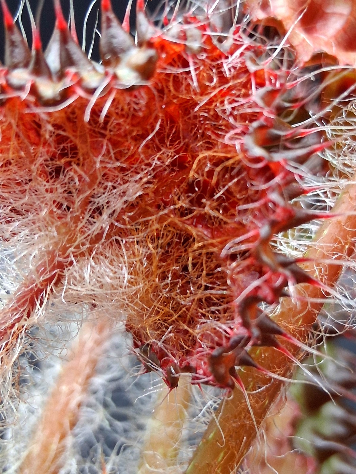 Begonia Melanobullata, Exact Plant!!!!
