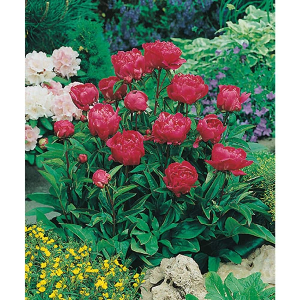 2 Gal. Karl Rosenfield Peony (Paeonia) Live Shrub with Cherry Red Double Blooms