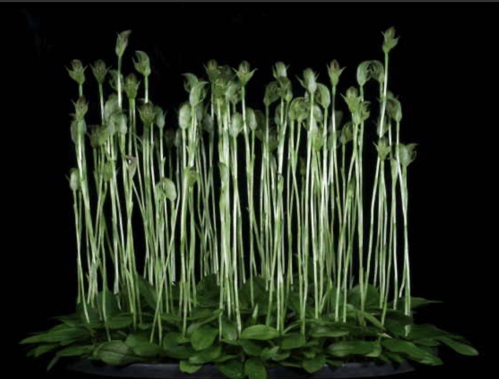 Pterostylis curta ‘Keun Hee’ HCC/AOS 20 Corms Original Division
