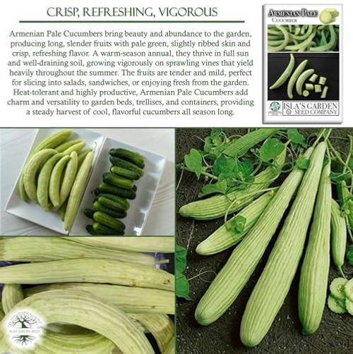 Armenian Pale Green Cucumber Seeds (Cucumis sativus) – 100+ Non-GMO & Heirloom