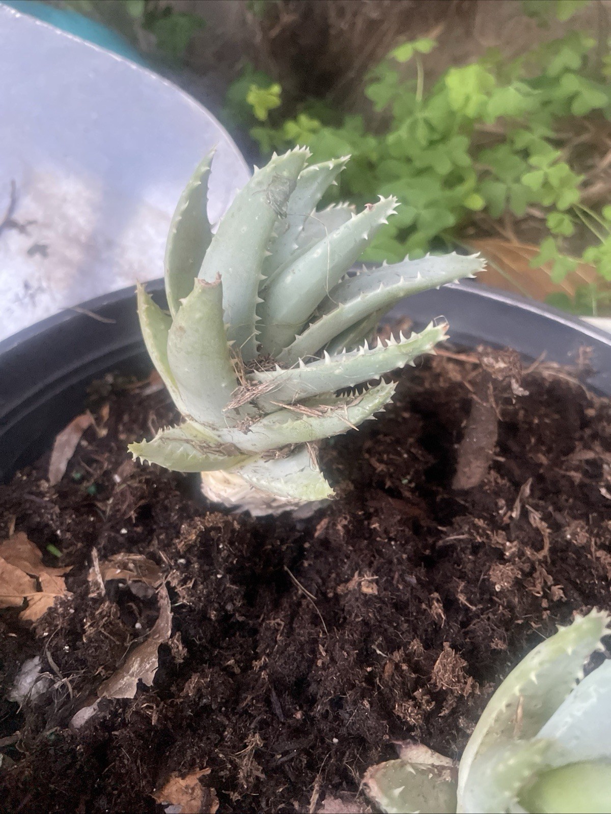 2 Aloe Brevifolia Short Leafed Plant 4″ Pot Size Crocodile Pattern