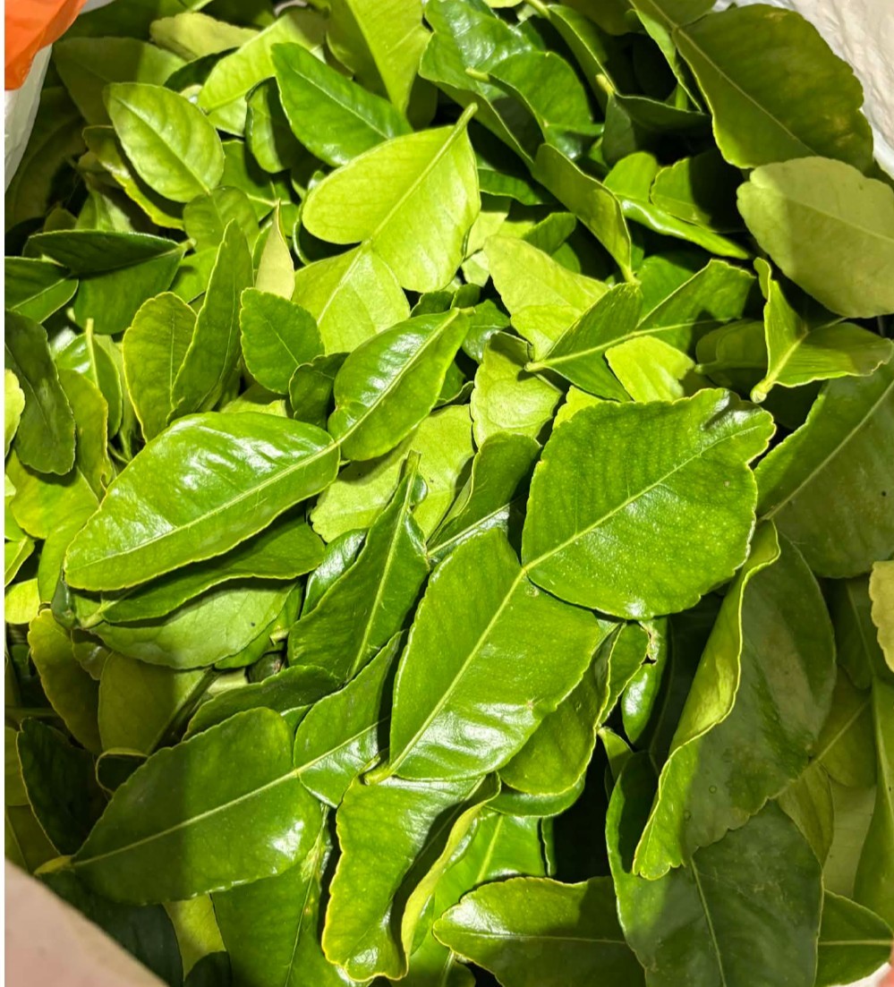 Kaffir Lime Tree Live Plant – Healthy Potted Citrus 24 Inches Tall