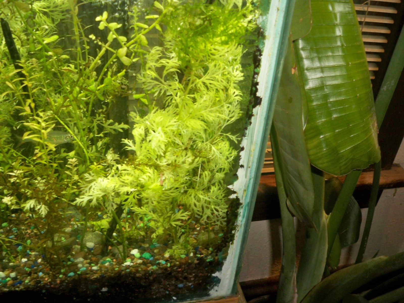 water sprite – 8 to 10 inches long ( with extra pieces
