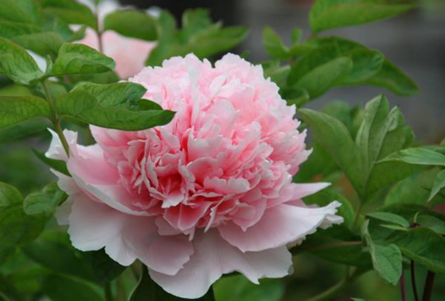 “Zhao pink” large flower tree peony Preorder for fall 2026