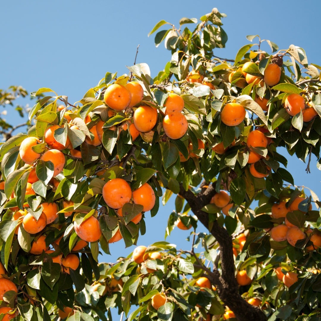 1 Persimmon Tree 12-24″ Tall American Native Diospyros Virginiana Bare Root