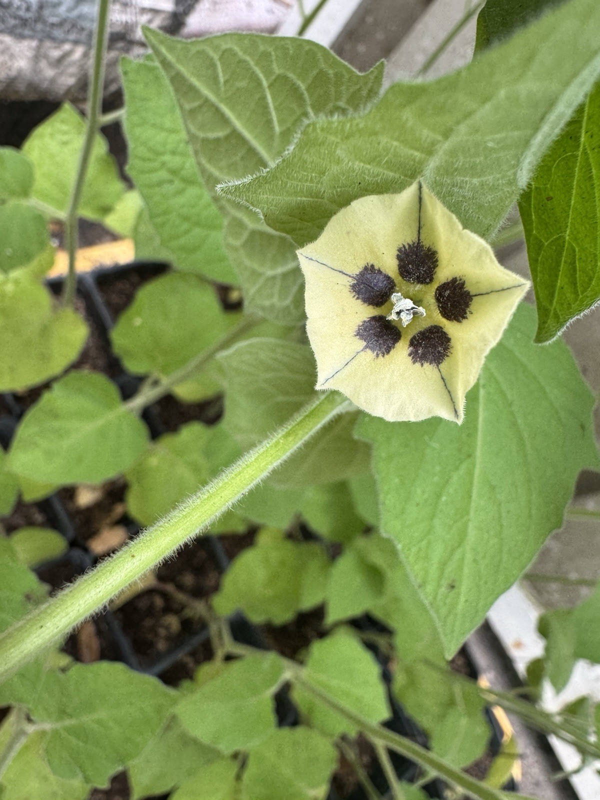 Physalis Ground Cherry Flowering Seedling Houseplant Yellow Broadleaf