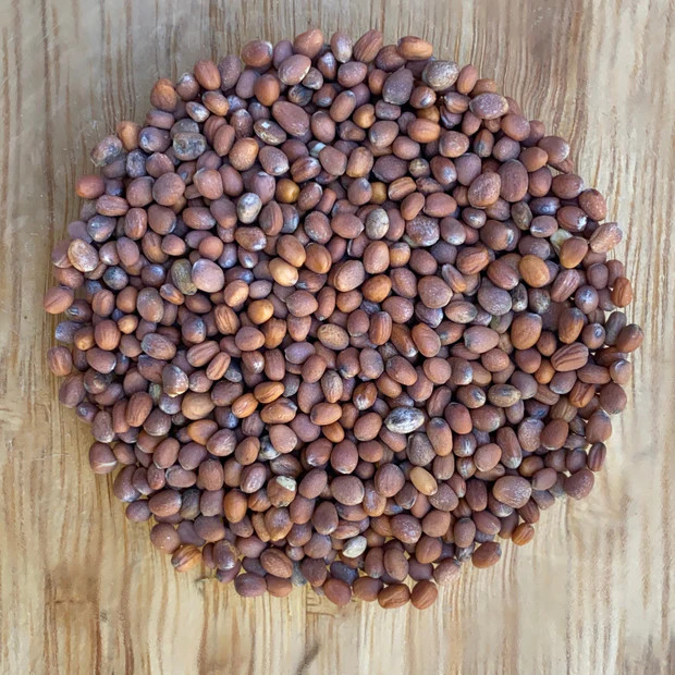 500 Organic Heirloom Cherry Belle Radish Seeds Sweet Crisp Fall Heirloom Veggie