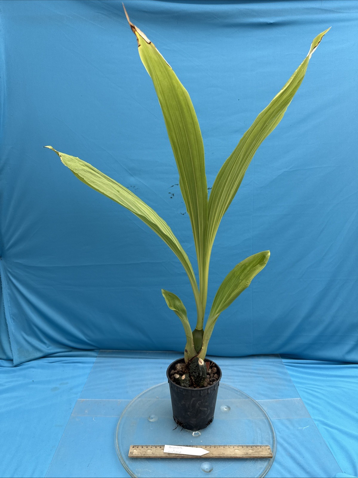 Anguloa X acostae Pink White Fragrant BS Orchid Hybrid 5.5” Pt Mature New Growth