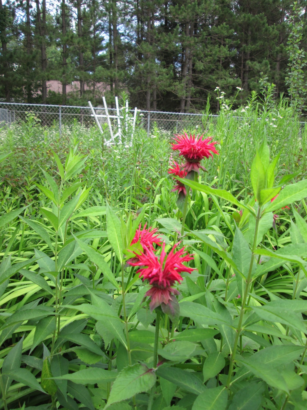 8 Red bee balm 3-9 freshly dug shipped same day hardy perennial blooms long time