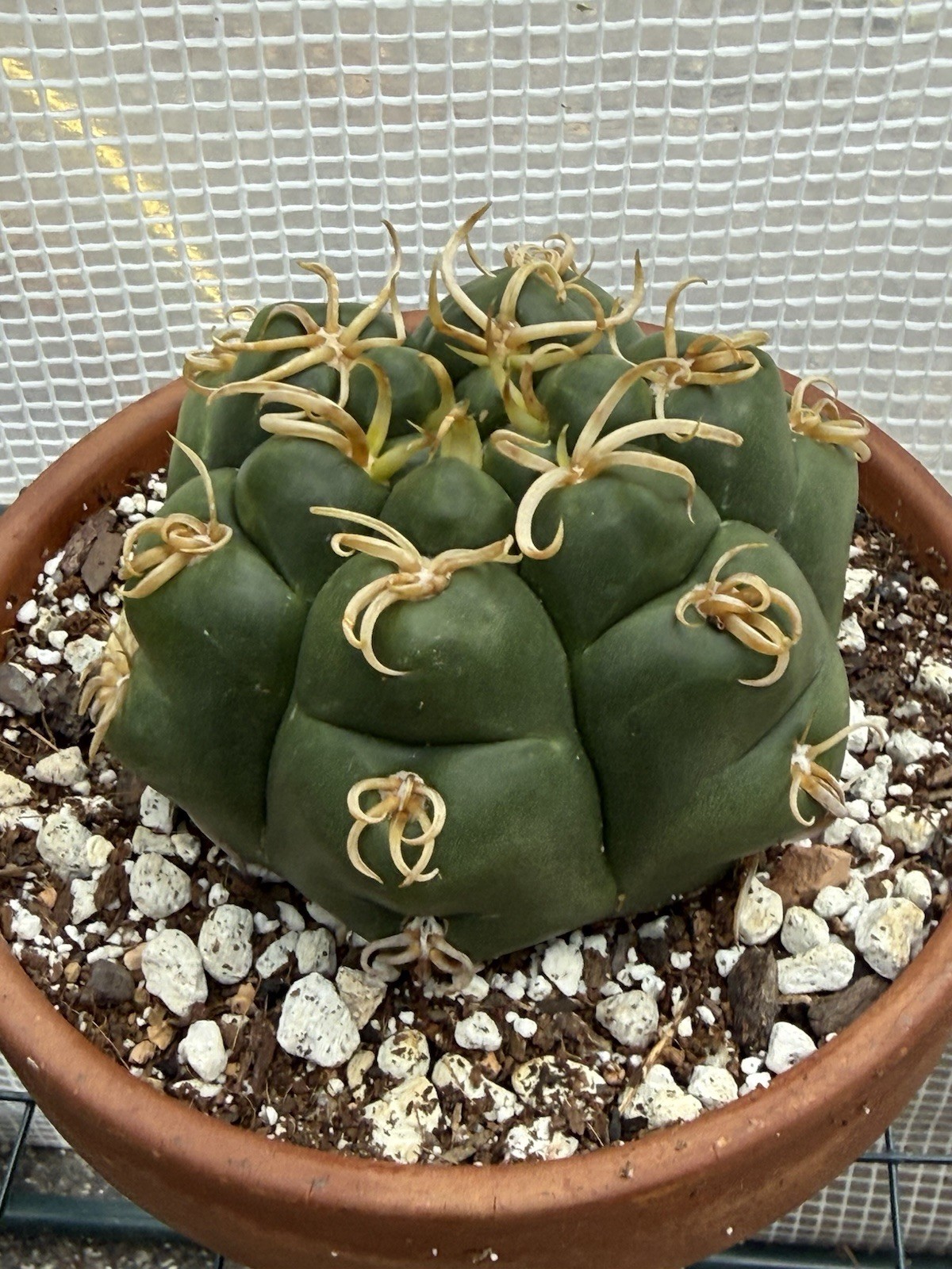 Gymnocalycium denudatum V. Braziliansis / Reaching 5 Inch Wide Now!