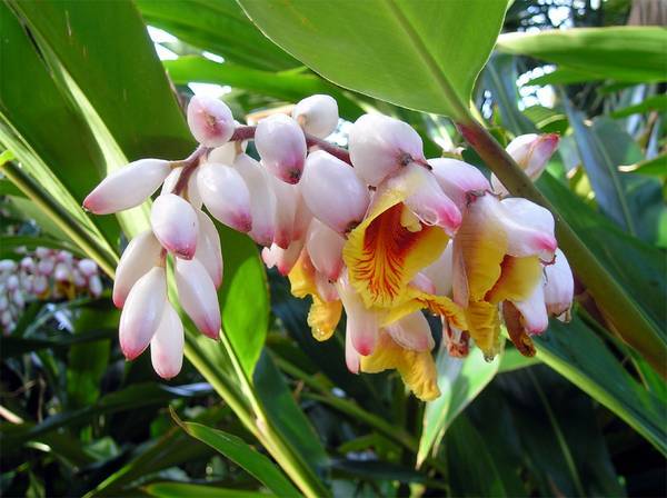Lot of 10 Shell Ginger Rhizomes Alpinia Zerumbet Porcelain Lily Exotic Flower