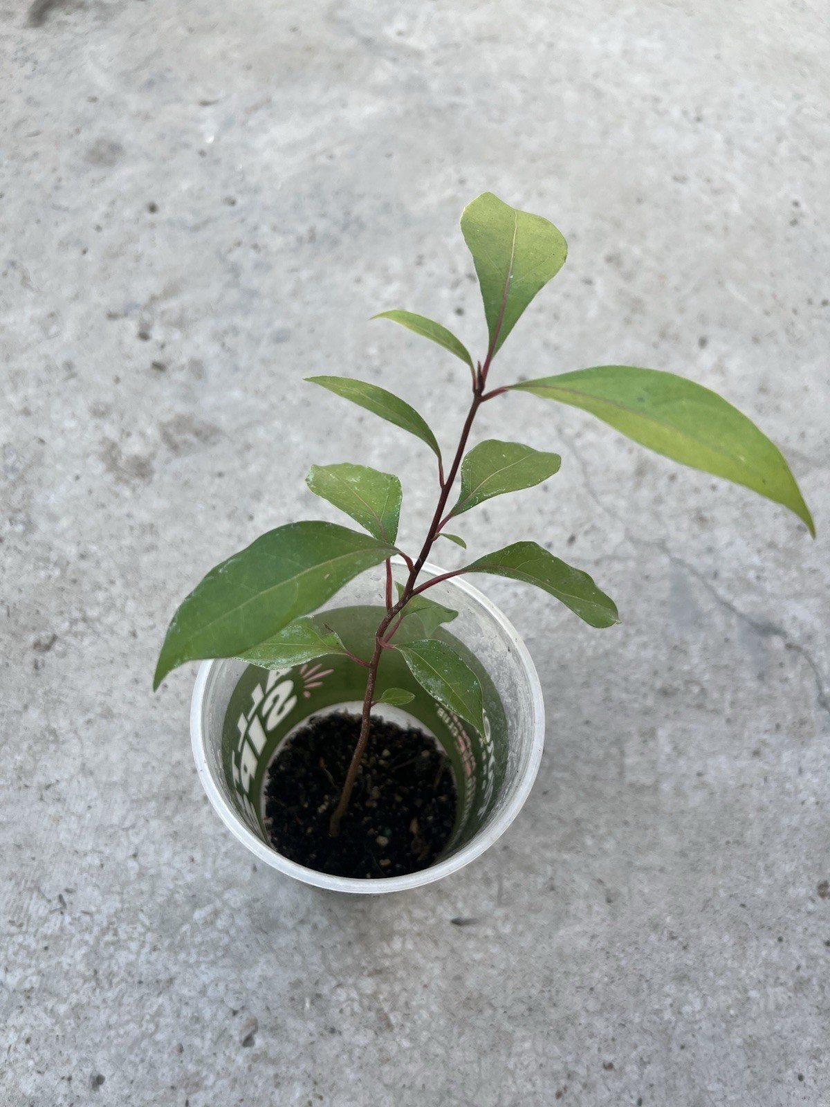 Rose Apple Syzygium Jambos Tropical Fruit Live Plant Ready To Plant